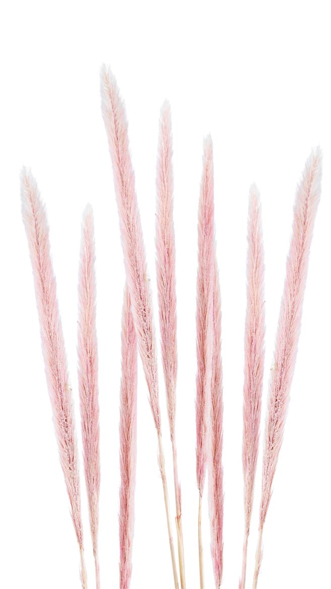 Pennisetum Pin04