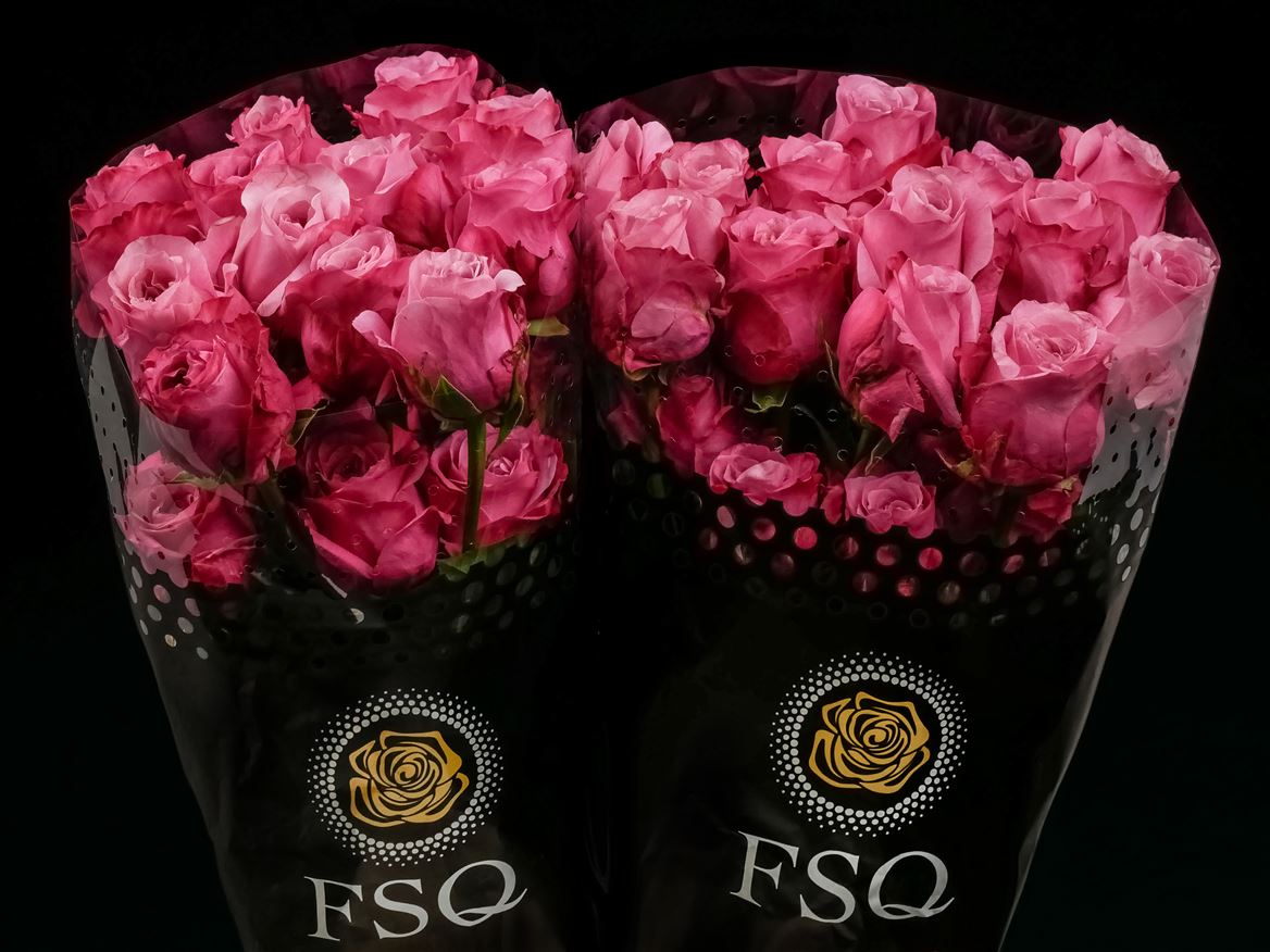 Rosa All 4 Love+ 50cm