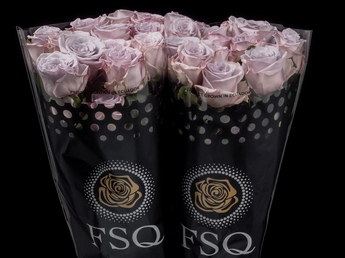 Rosa Arya 60cm