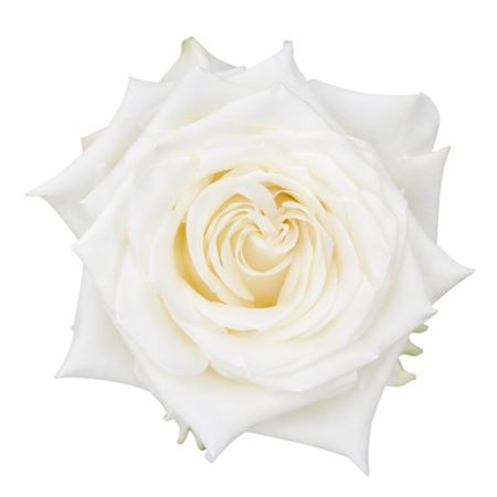 Rosa Candlelight 50cm