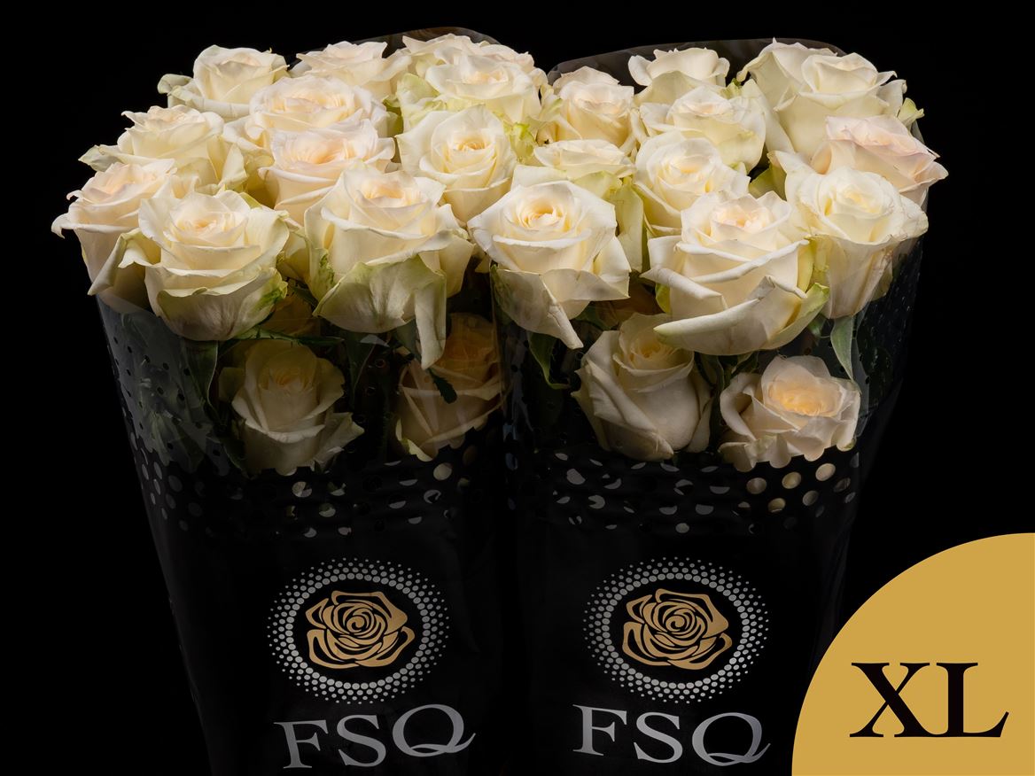 Rosa Candlelight 50cm