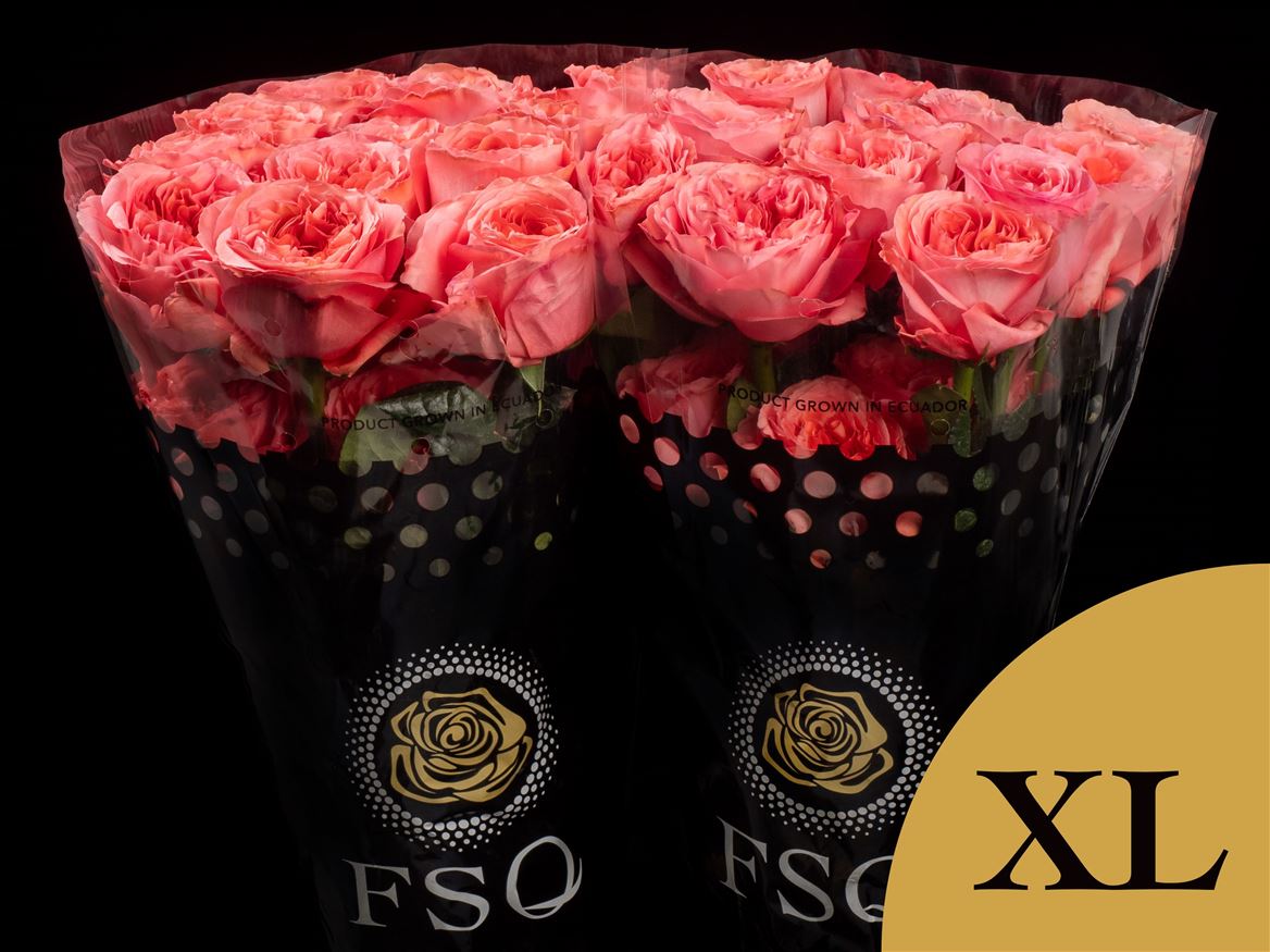 Rosa Candy Xpression 50cm