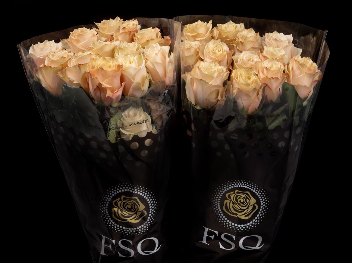 Rosa Painted Champagne 40cm