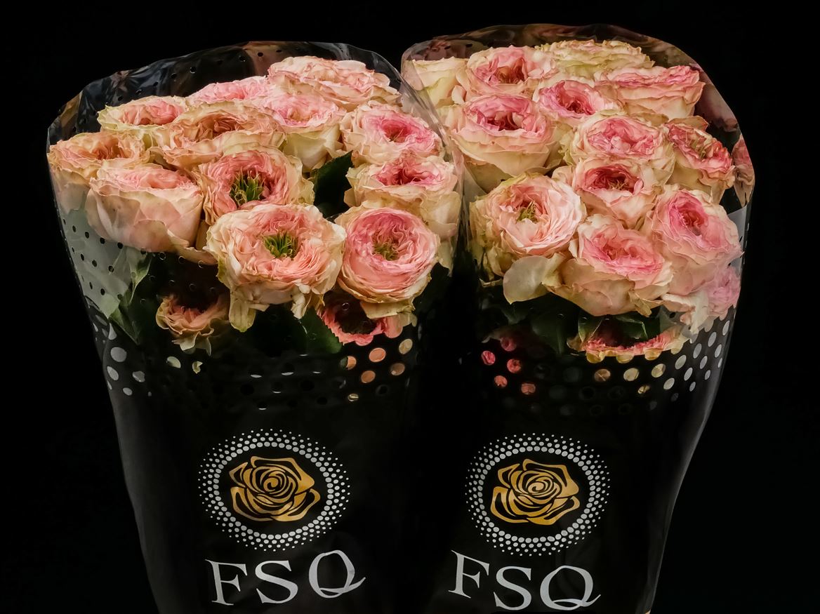 Rosa Charming Corneille 50cm