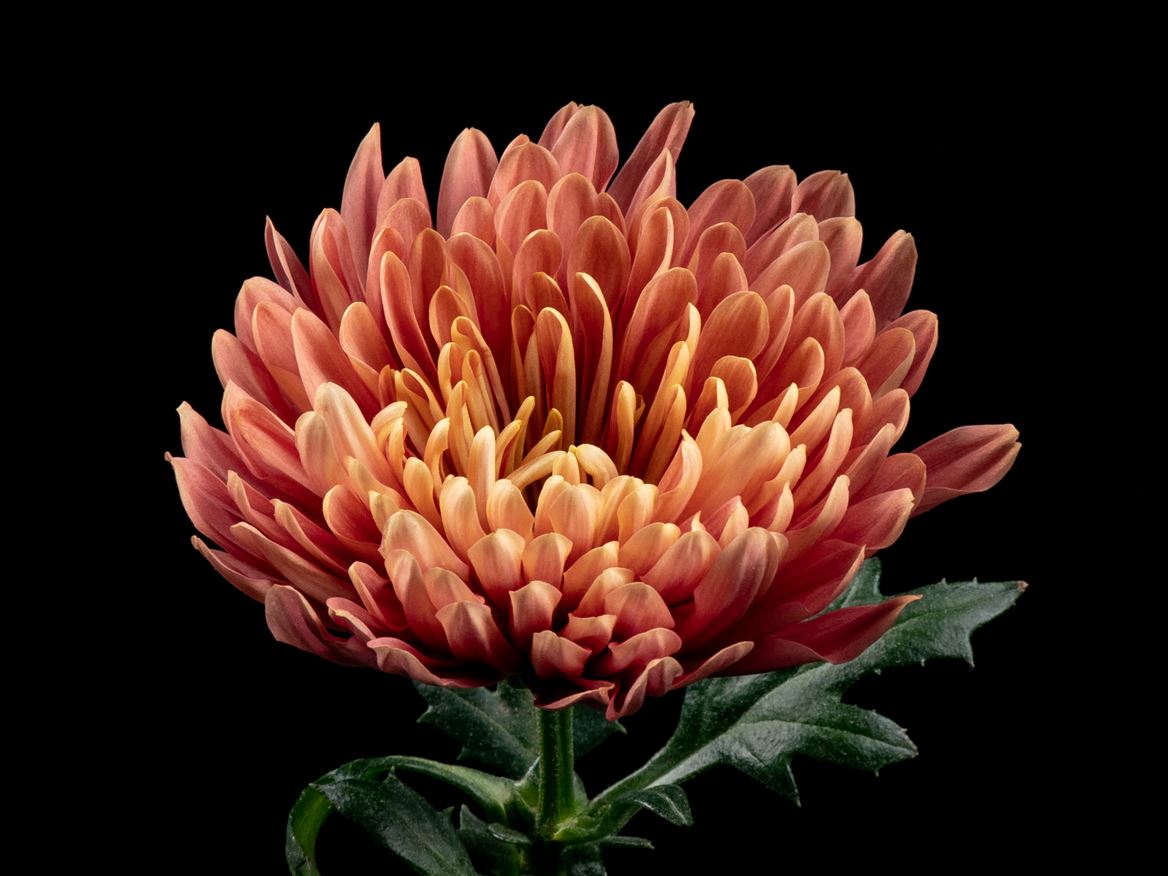 Chrysanth Single Aljonka 70cm