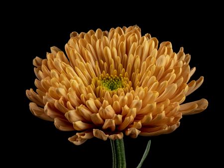 Chrys Empress Orange
