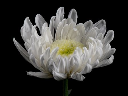 Chrys Gala White