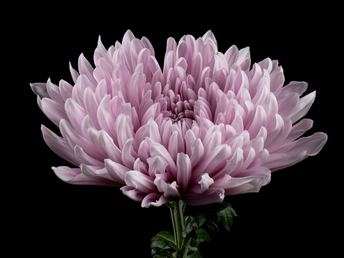 Chrysanth Single Honeymoon 70cm