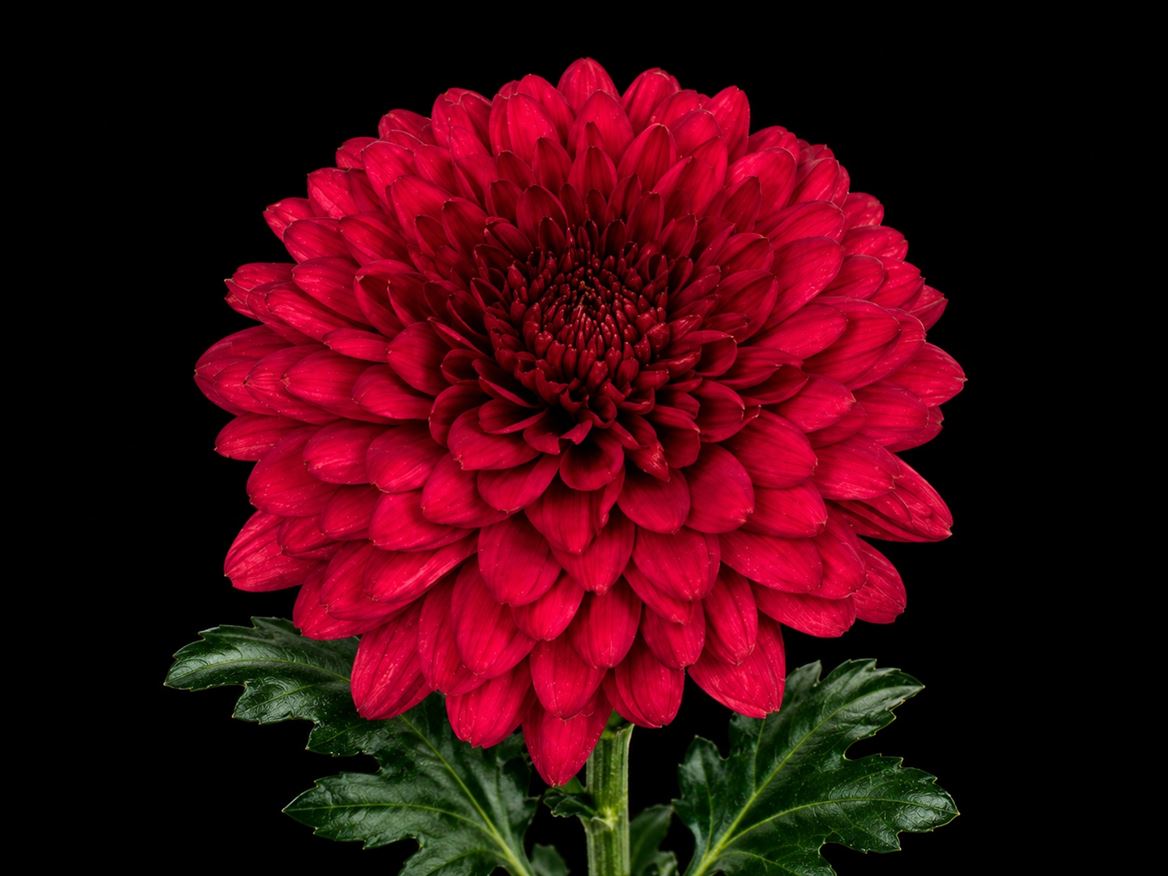 Chrysanth Single Lamira Red 70cm