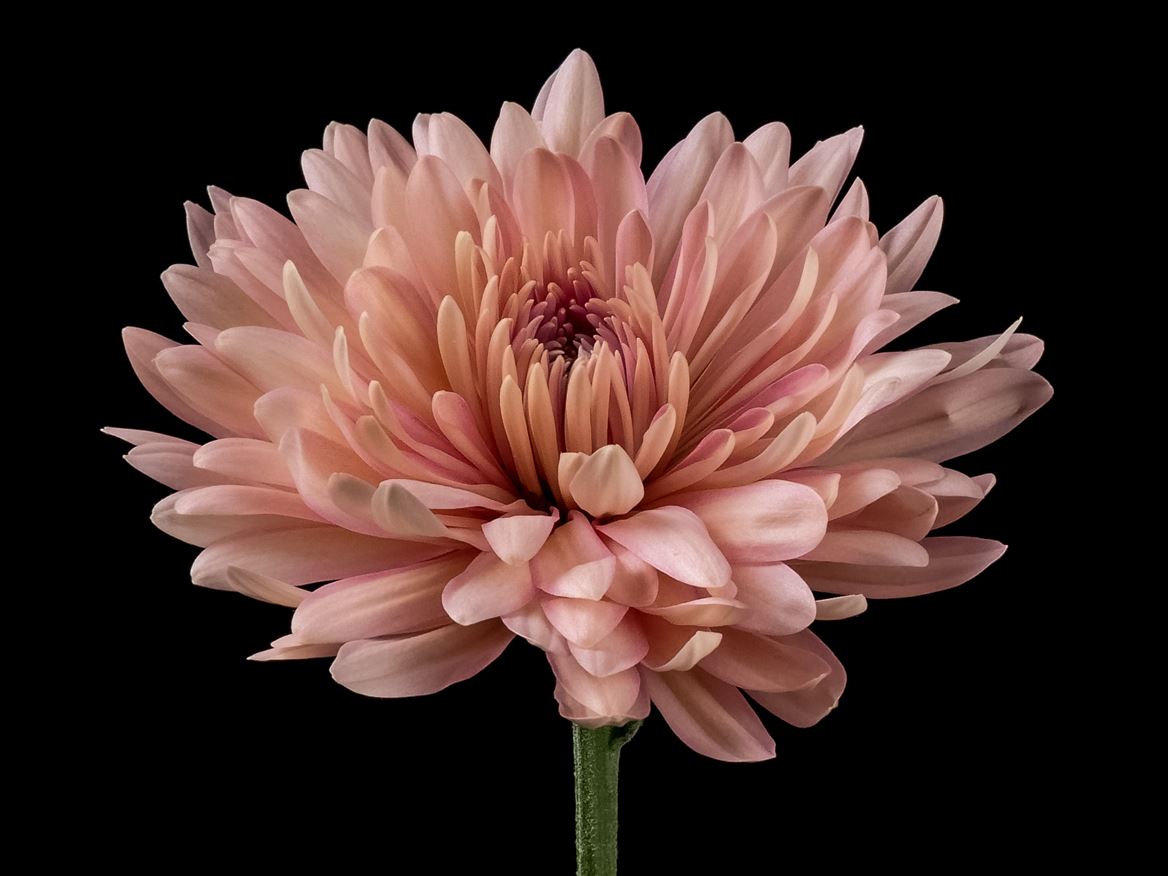 Chrysanth Single Linette 70cm