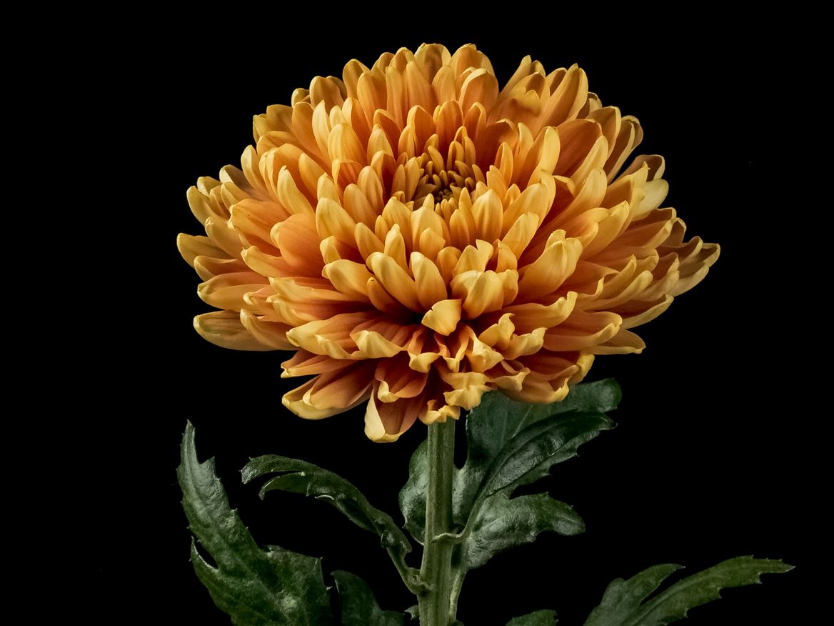 Chrysanth Single Rossano Orange 70cm