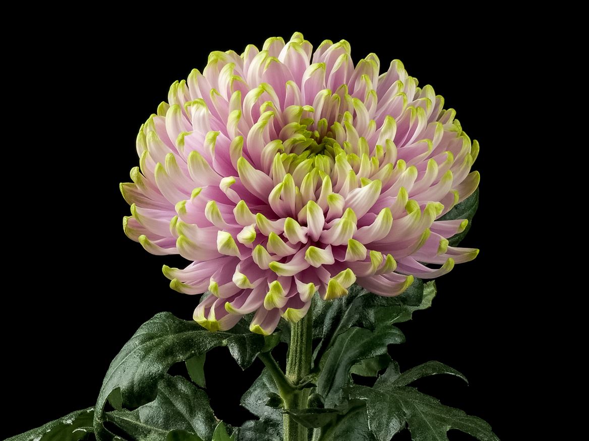 Chrysanth Single Rossano Charlotte 70cm