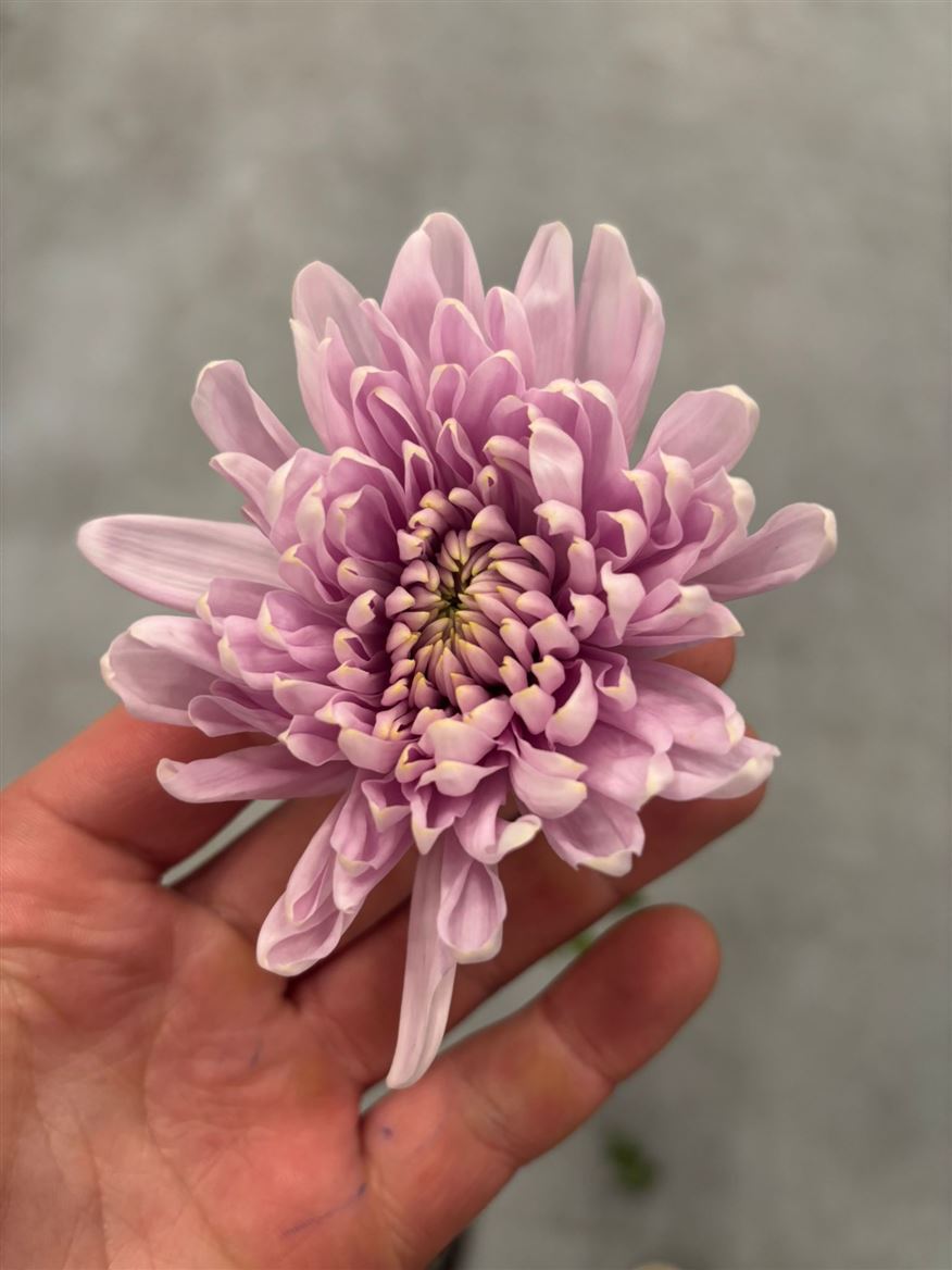 Chrysanth Single Rossano 70cm