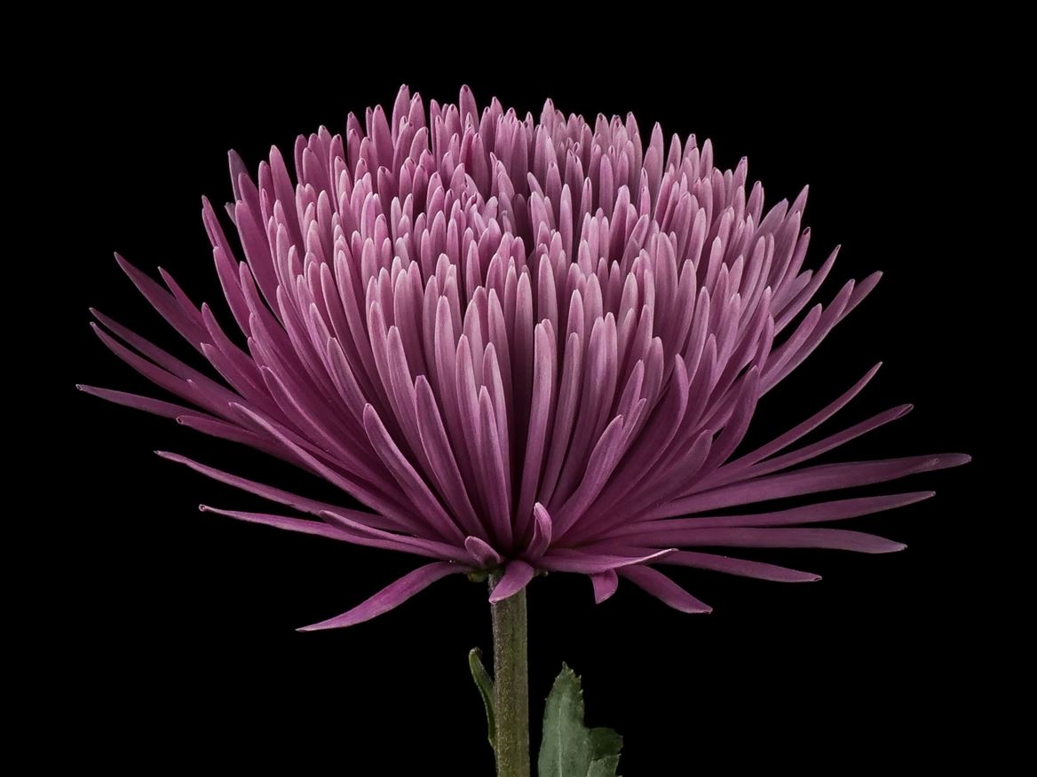 Chrysanth Single Tiana 70cm