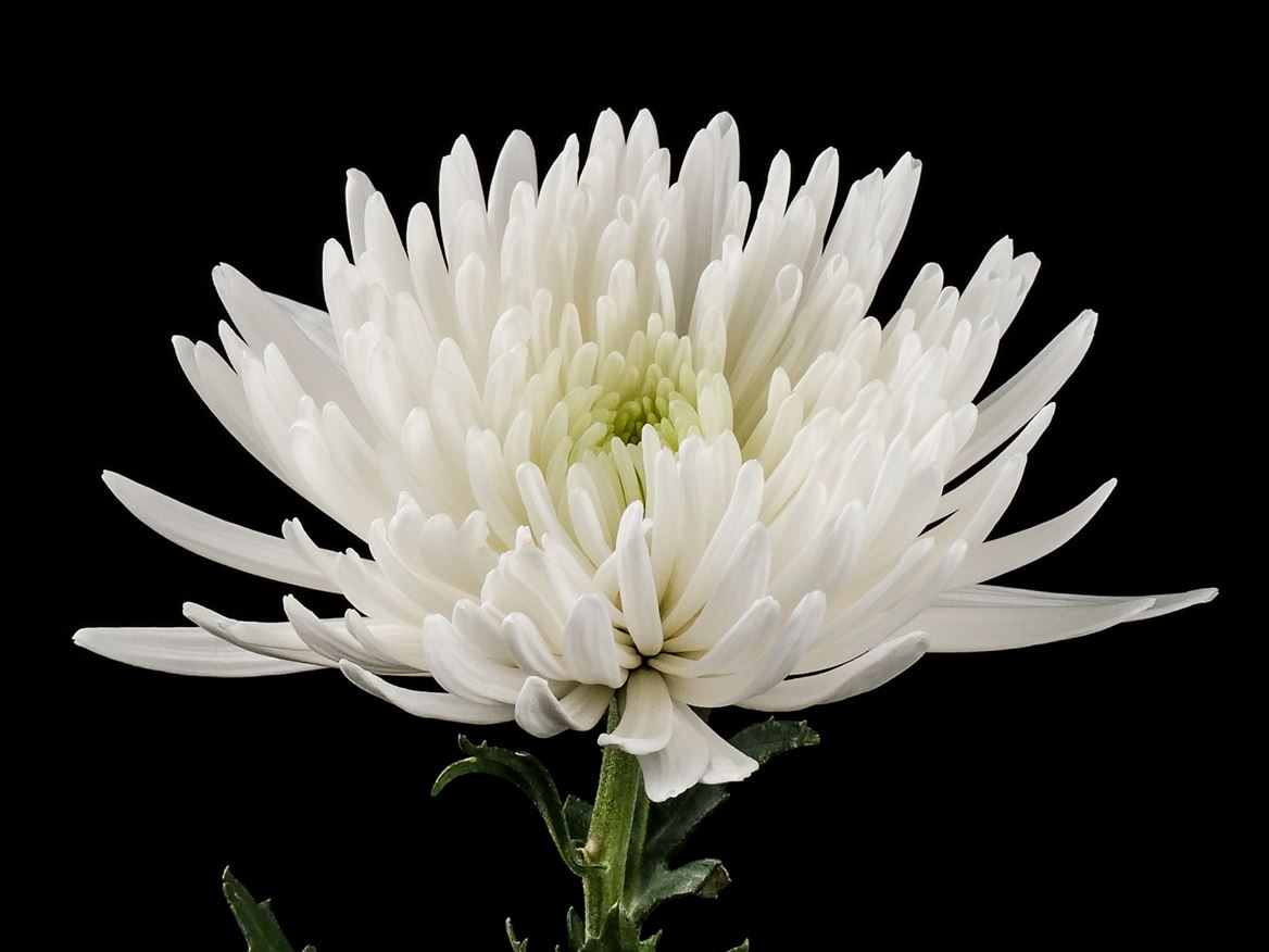 Chrysanth Spray Topspin 70cm