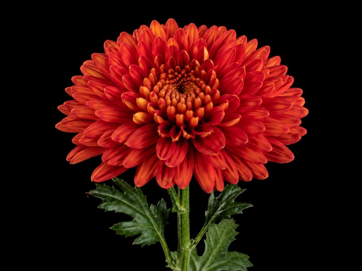 Chrysanth Single Tusca 70cm