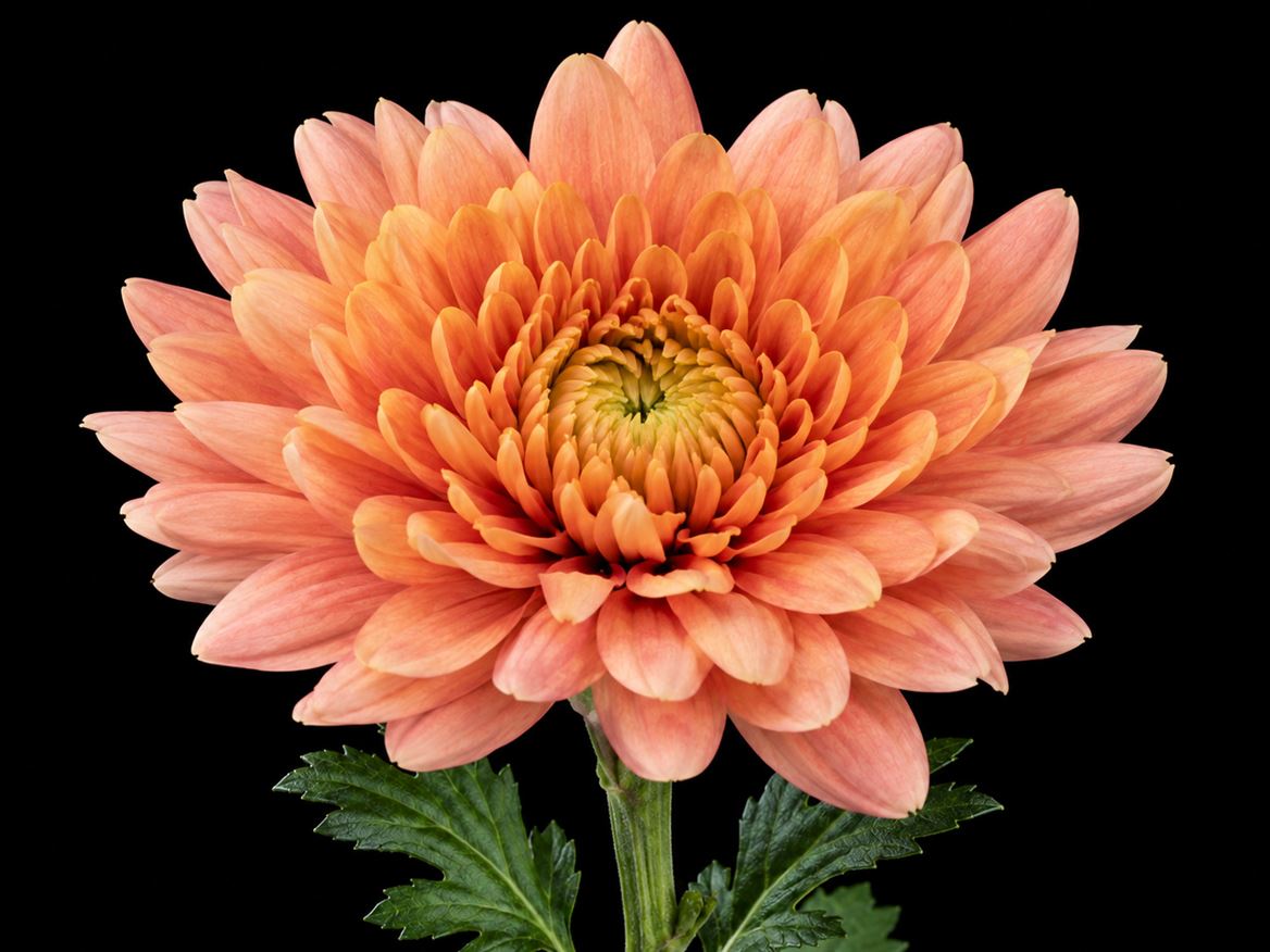 Chrysanth Single Veronica Salmon 70cm