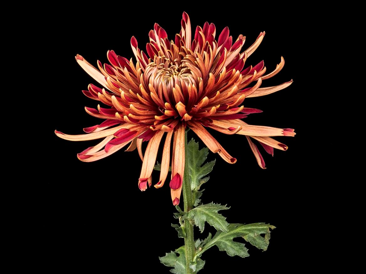 Chrysanth Single Spider Mum Cocoa 70cm
