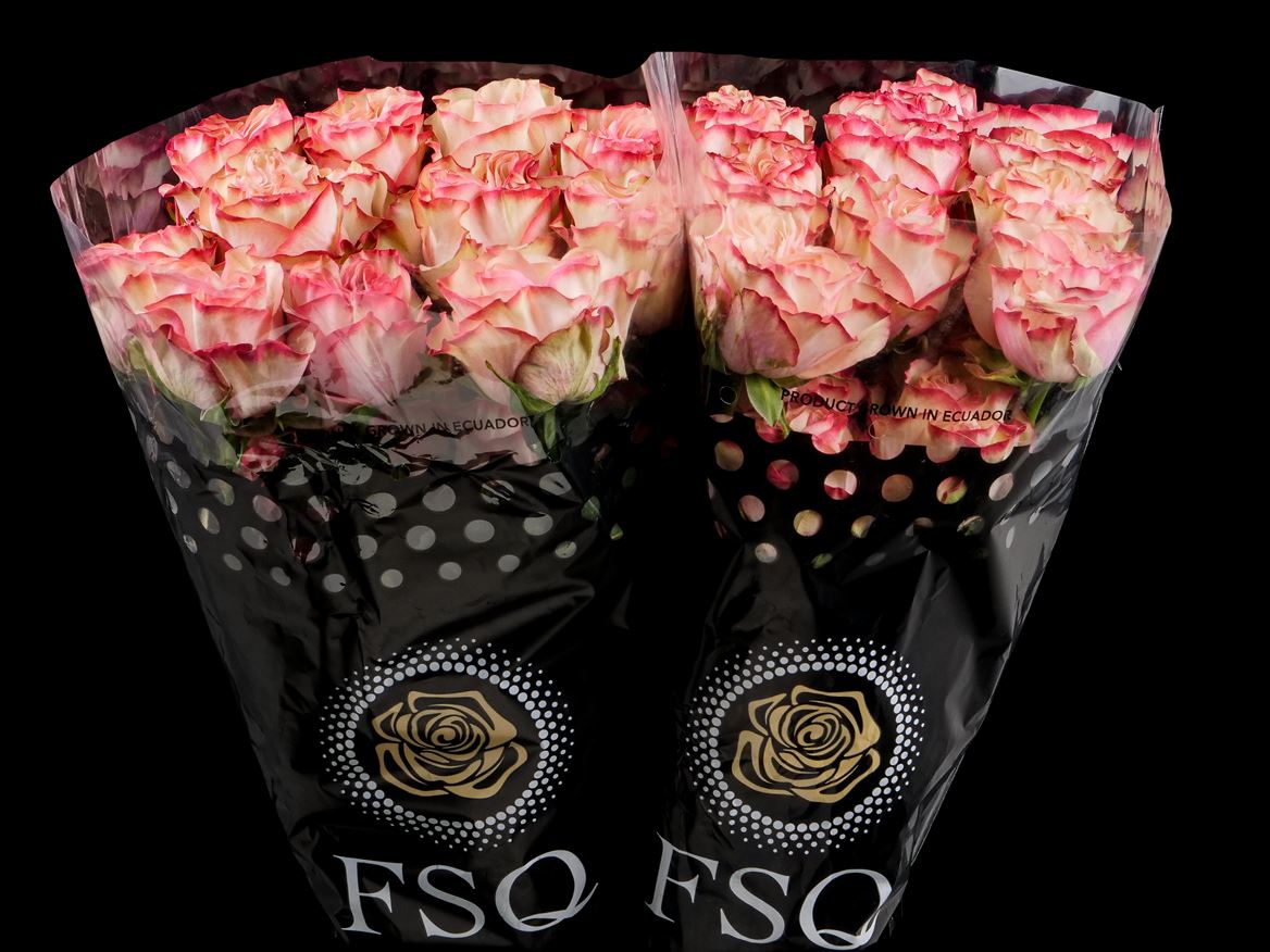 Rosa Country Spirit Candy 50cm