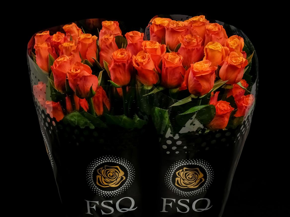Rosa Confidential 60cm