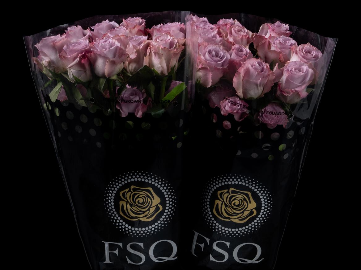 Rosa Cooldown! 60cm