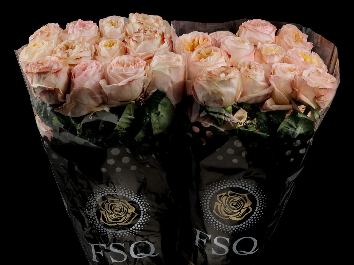 Rosa Cream Xpression 60cm
