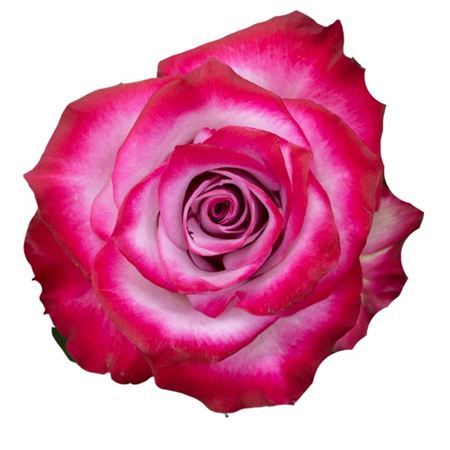 R Gr Deep Purple