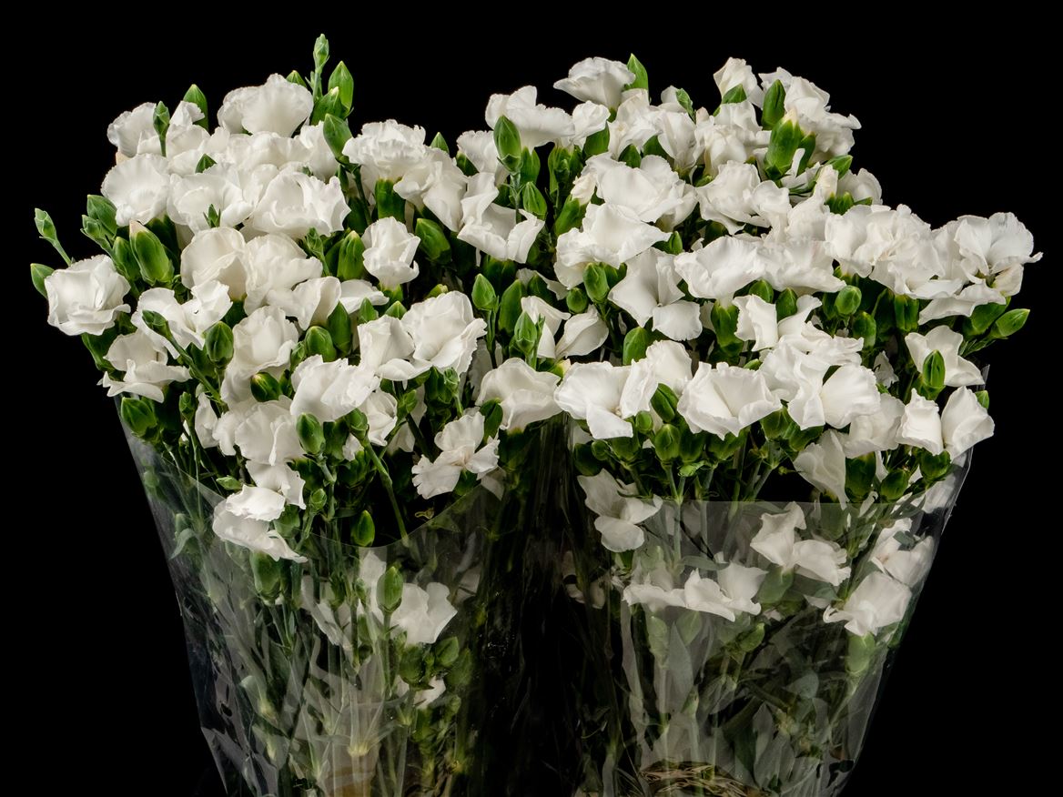 Dianthus Spray Single Solomio Ard 60cm