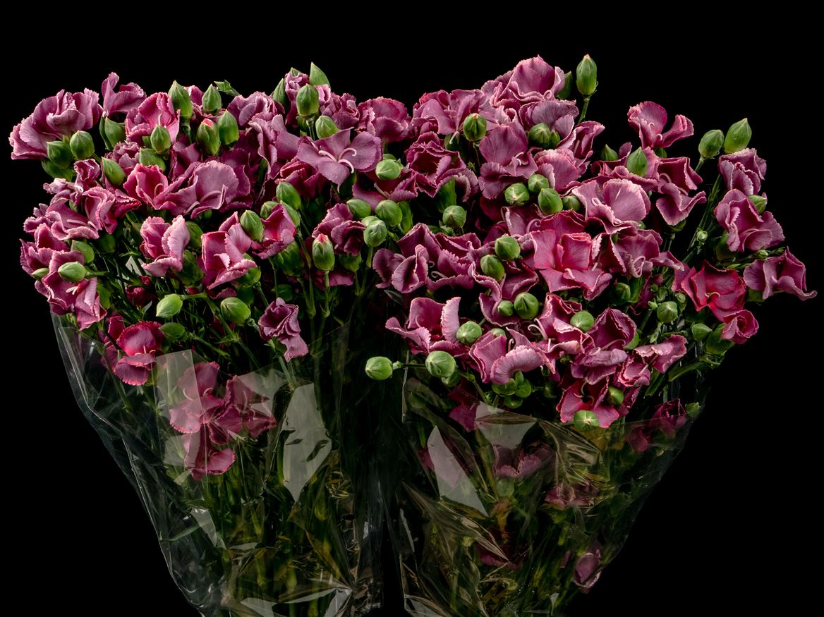 Dianthus Spray Single Solomio Bono 60cm