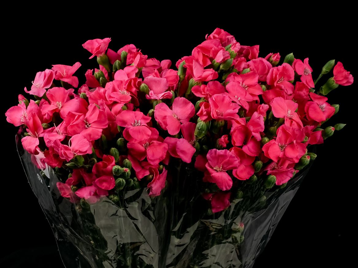 Dianthus Spray Single Solomio Imre 60cm