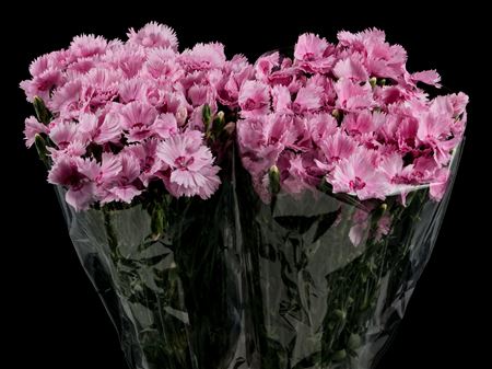 Dianthus Fiorino Iris Solomio