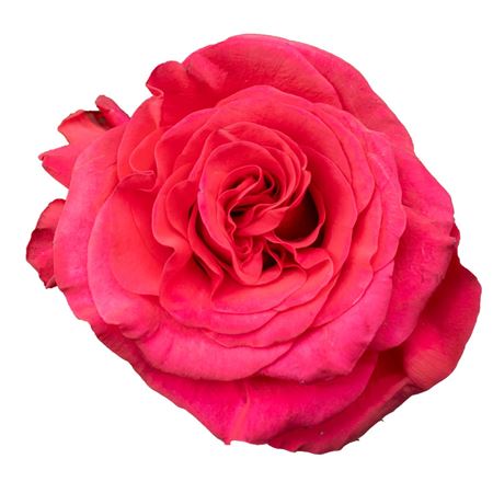 R Gr Exotix Berry Xl