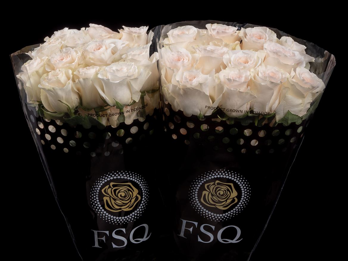 Rosa Fancy Dreams 50cm
