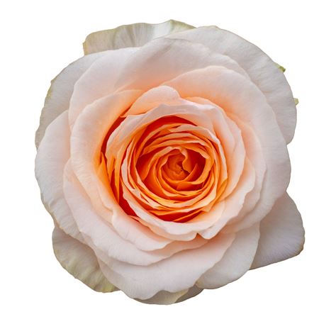 R Gr Felicity
