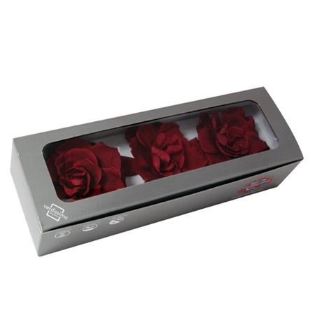 Gardenia Burgundy