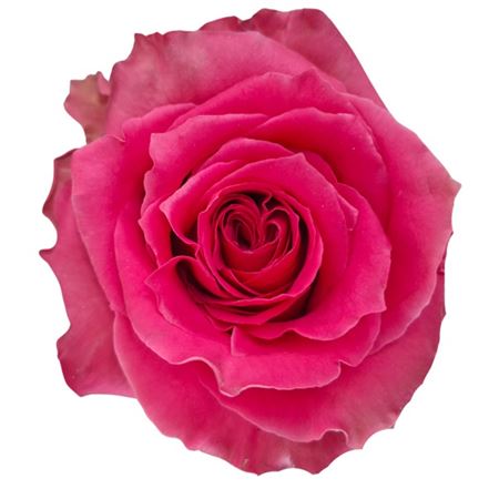 Rosa Full Monty! 70cm