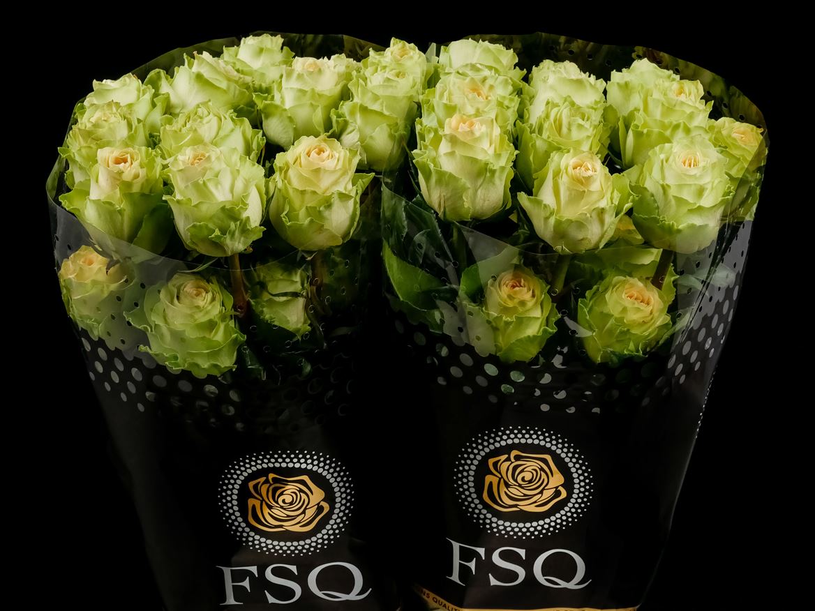 Rosa Antique Green 40cm
