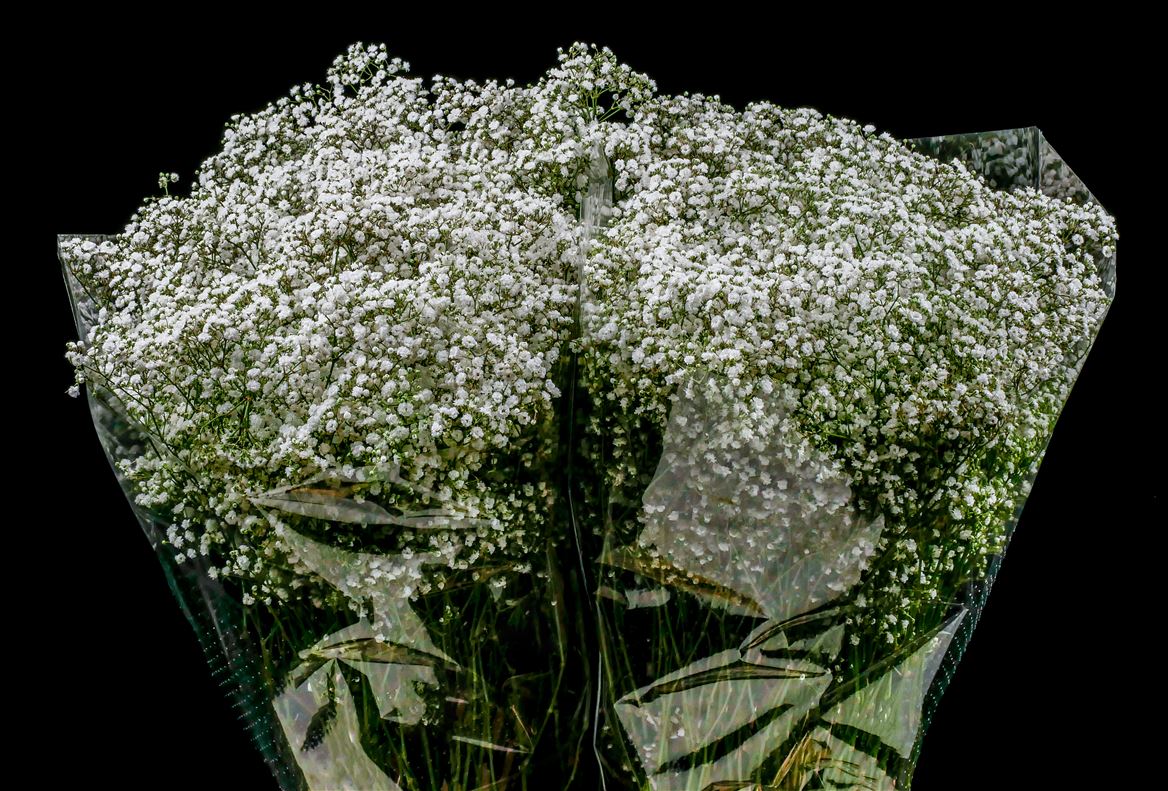 Gypsophila Paniculata Million Stars 80cm
