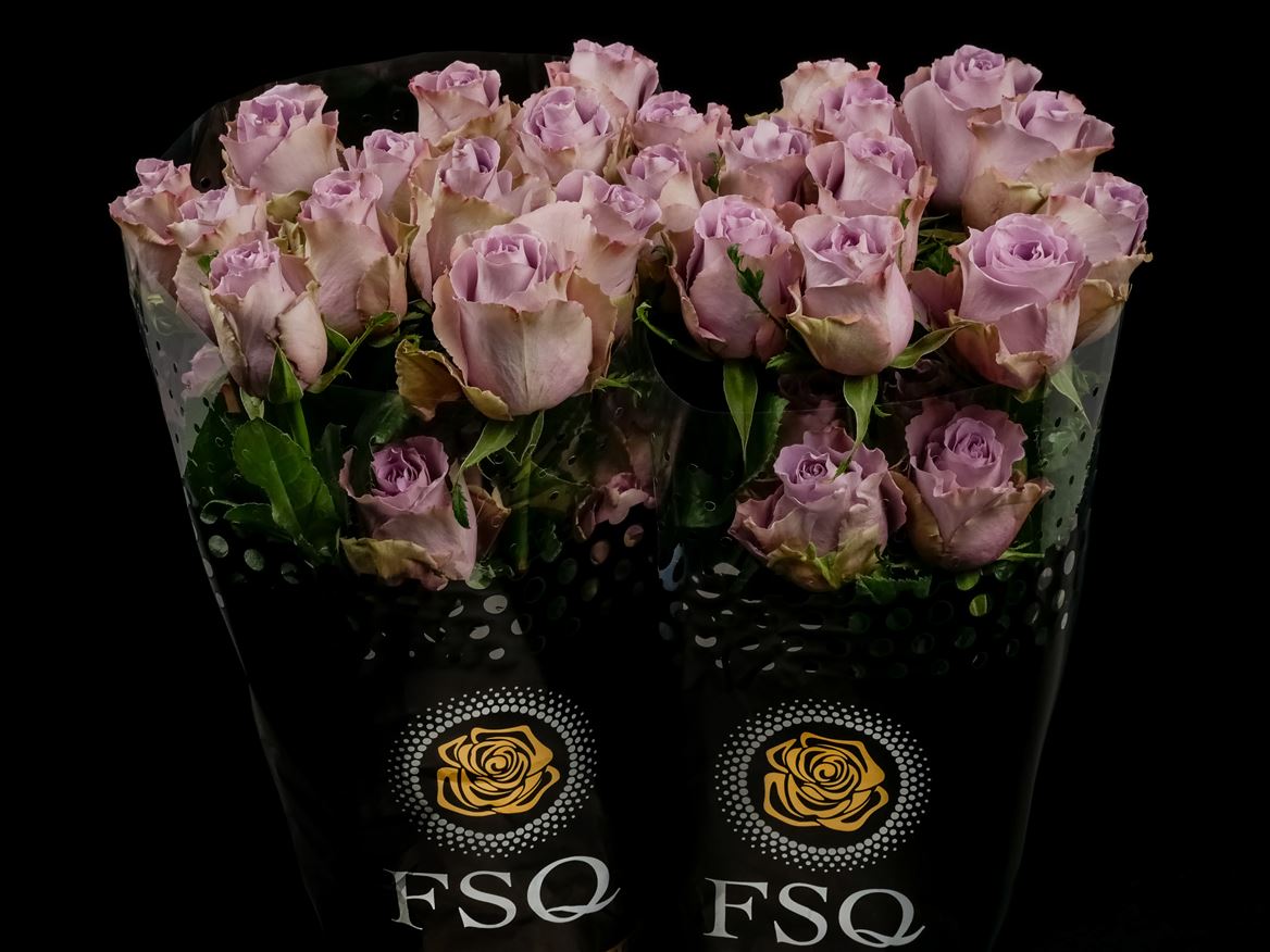 Rosa Grey Knights 50cm