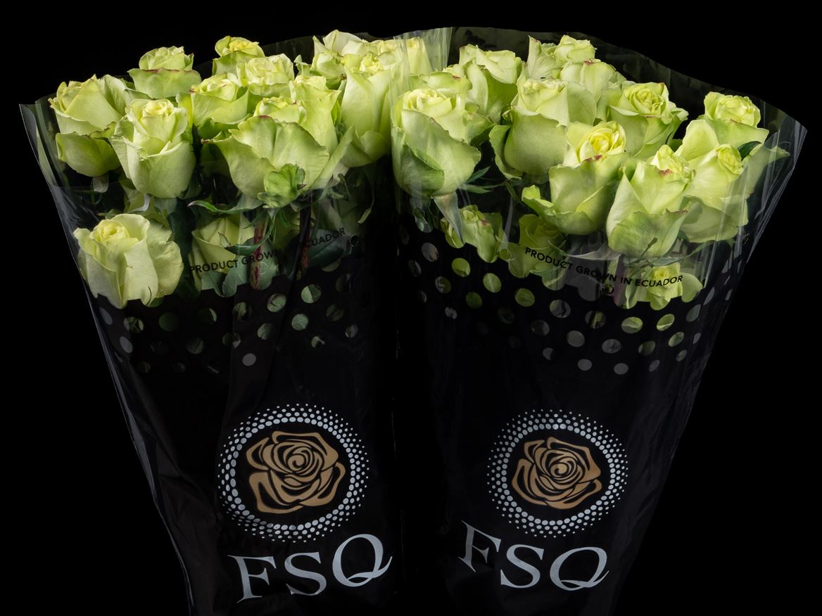 Rosa Green Romance 60cm