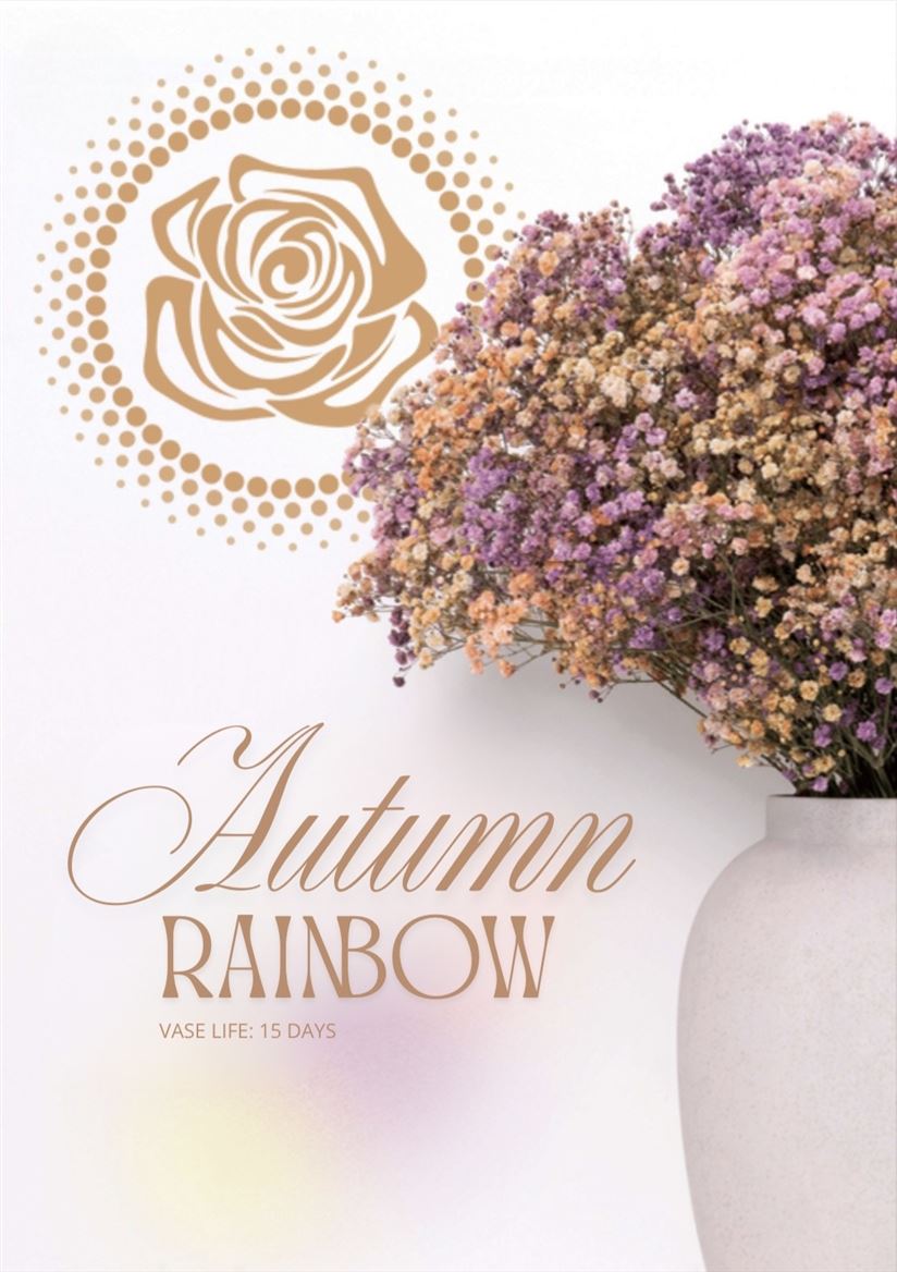 Gypsophila Painted Xlence Autumn Rainbow 80cm