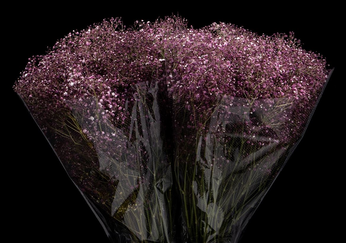 Gypsophila Painted Xlence Burgundy 80cm