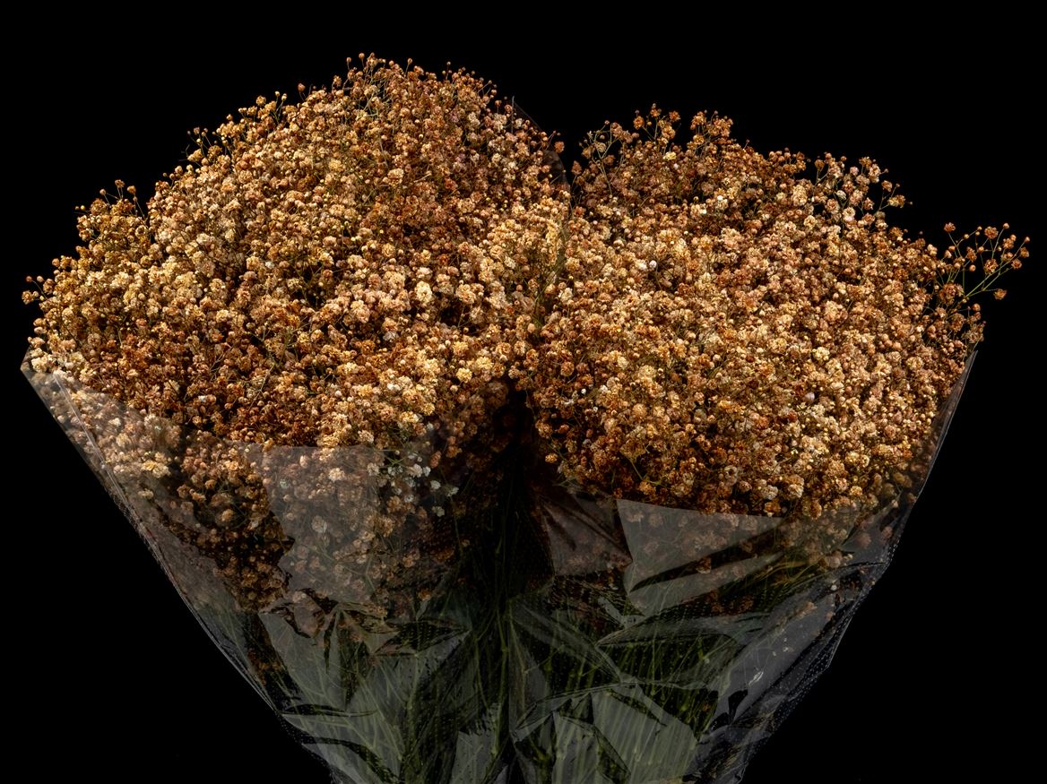 Gypsophila Painted Xlence Cafe Aulait 80cm