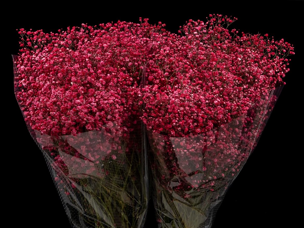 Gypsophila Painted Xlence Dark Red 80cm