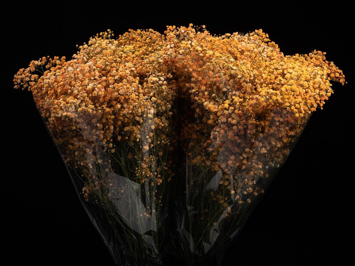 Gypsophila Painted Xlence Halloween Orange 80cm