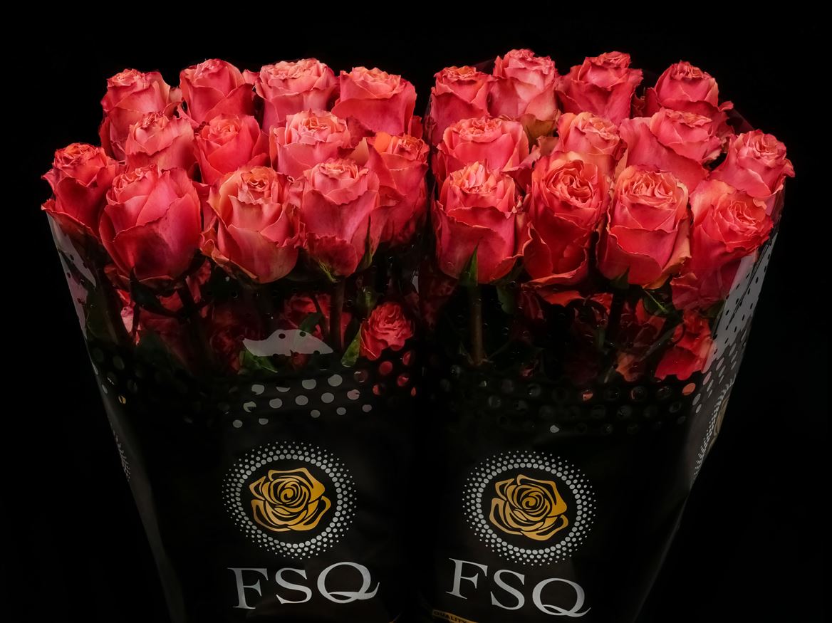 Rosa Hot Carpediem 60cm