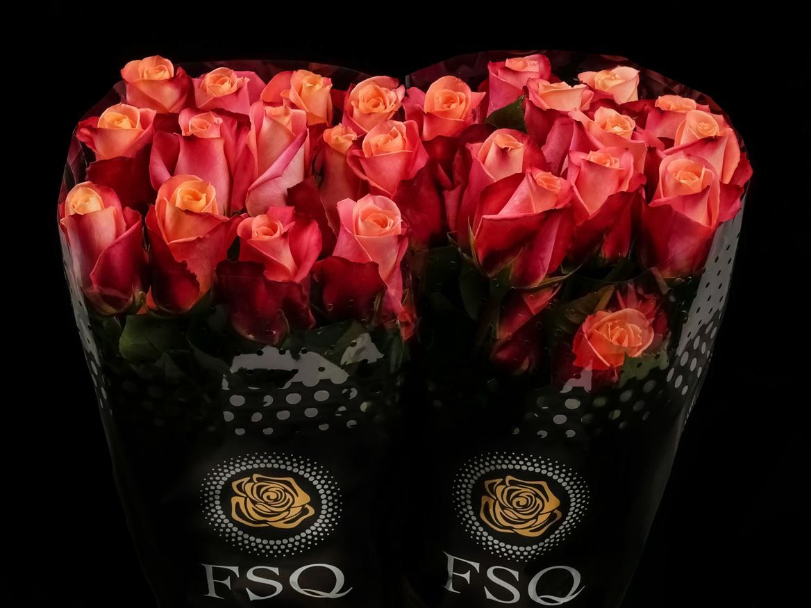 Rosa Helene 50cm