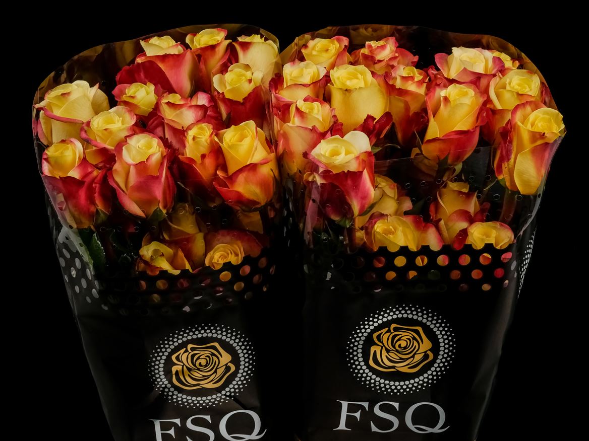 Rosa Hot Merengue+ 60cm