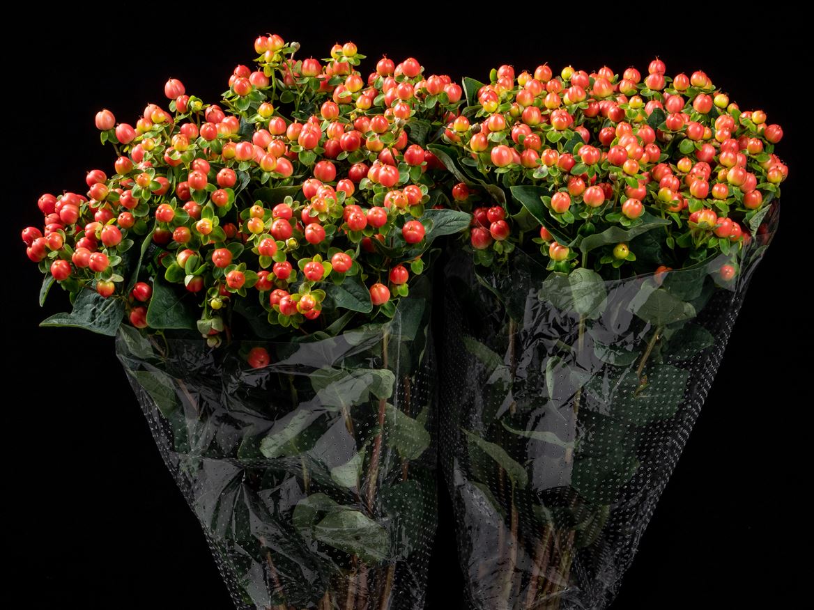 Hypericum Harmony Pink 70cm