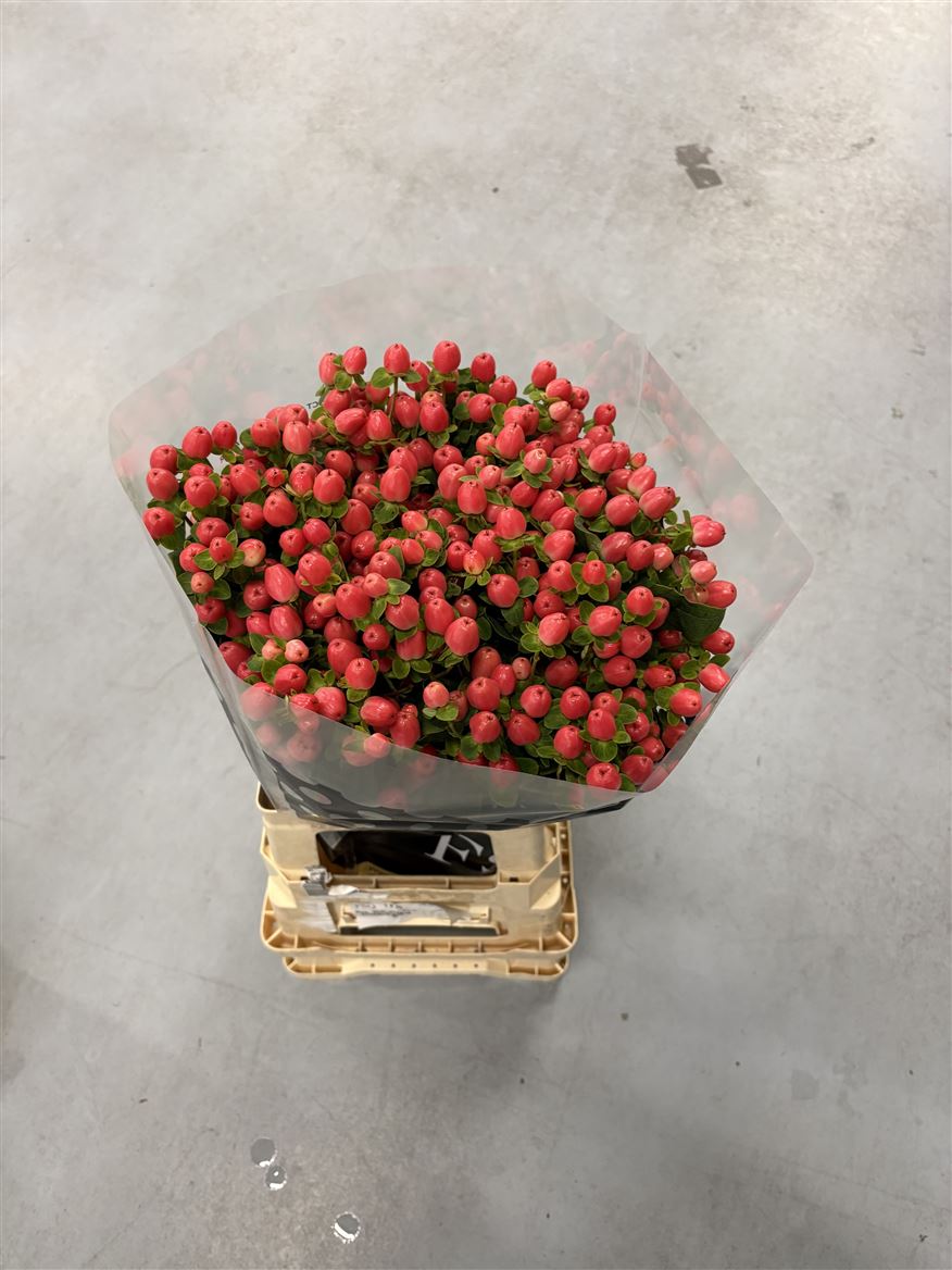 Hypericum Magical Majestic Pride 70cm